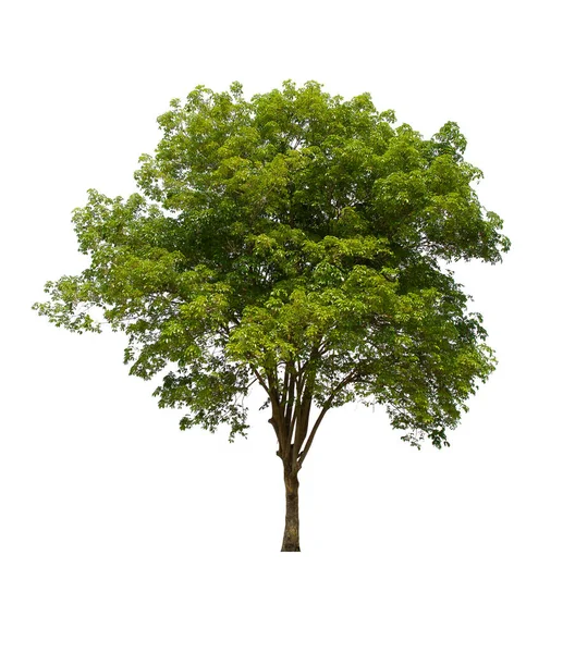 Verde Árbol Aislado Encuentra Sobre Fondo Blanco Colección Árbol Aislado — Foto de Stock