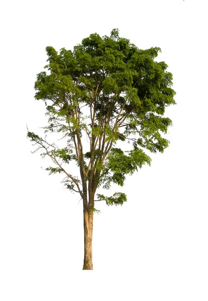 İzole edilmiş ağaç yeşili beyaz arkaplanda yer almaktadır. Beyaz arkaplanda izole edilmiş ağaç koleksiyonu