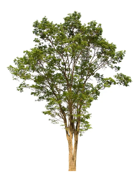 İzole edilmiş ağaç yeşili beyaz arkaplanda yer almaktadır. Beyaz arkaplanda izole edilmiş ağaç koleksiyonu