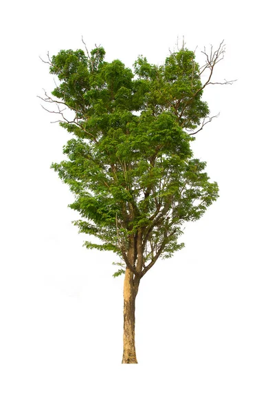 Isolado Árvore Verde Está Localizado Fundo Branco Coleção Árvore Isolada — Fotografia de Stock