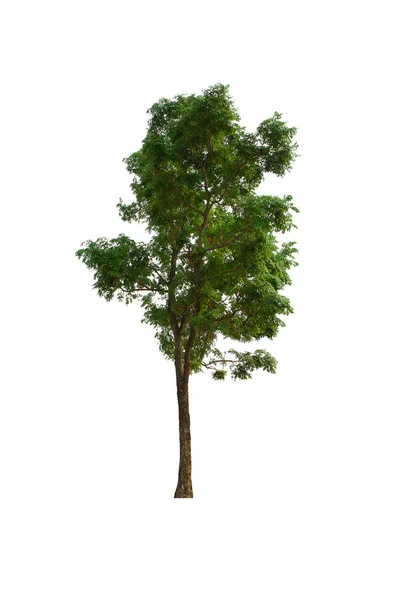 Isolado Árvore Verde Está Localizado Fundo Branco Coleção Árvore Isolada — Fotografia de Stock