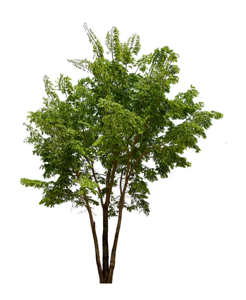 İzole edilmiş ağaç yeşili beyaz arkaplanda yer almaktadır. Beyaz arkaplanda izole edilmiş ağaç koleksiyonu