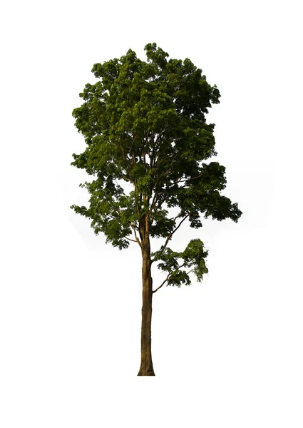 Isolerat Träd Grönt Ligger Vit Bakgrund Insamling Isolerade Träd Vit — Stockfoto