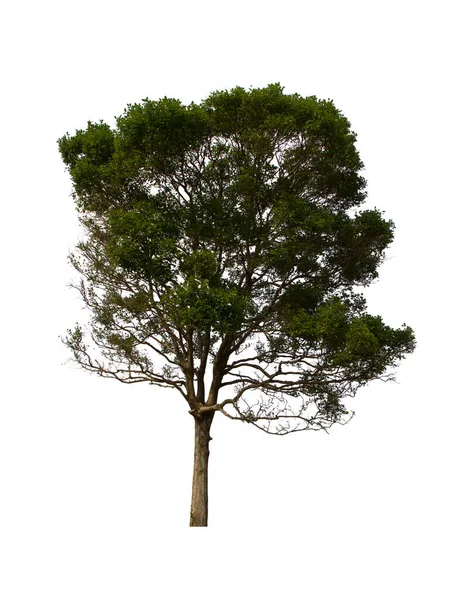Изолированное Дерево Зеленого Цвета Расположено Белом Фоне Коллекция Изолированного Дерева — стоковое фото