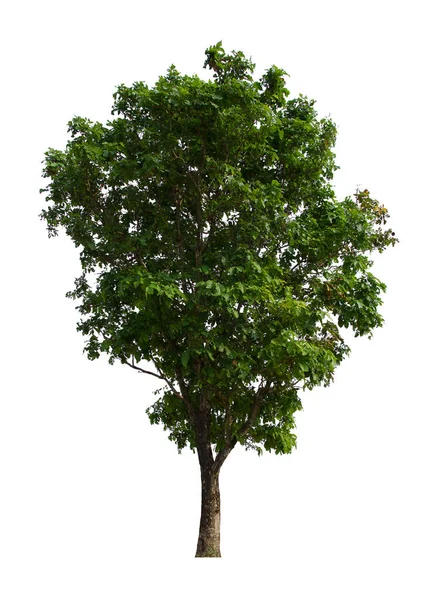 Ізольоване Дерево Зелене Розташоване Білому Тлі Колекція Ізольованого Дерева Білому — стокове фото