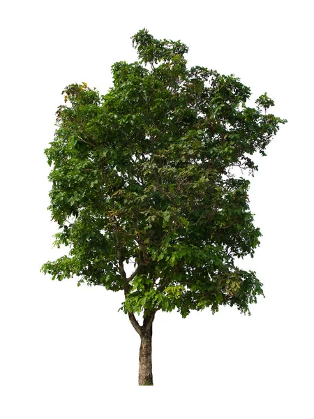 Απομονωμένο Πράσινο Δέντρο Βρίσκεται Λευκό Φόντο Συλλογή Απομονωμένων Δέντρων Λευκό — Φωτογραφία Αρχείου