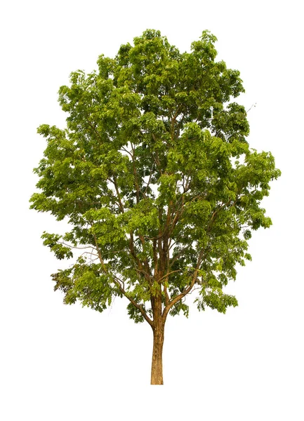 İzole edilmiş ağaç yeşili beyaz arkaplanda yer almaktadır. Beyaz arkaplanda izole edilmiş ağaç koleksiyonu