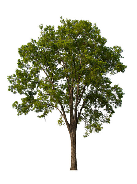 isolated tree green is located on a white background. Collection of isolated tree on white background Tropical tree