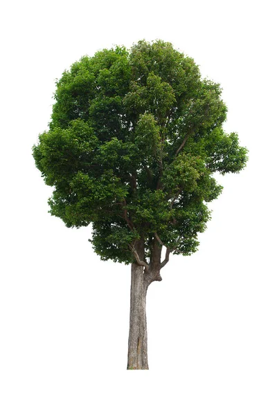 Izolowane Drzewo Zielone Znajduje Się Białym Tle Kolekcja Odizolowanego Drzewa — Zdjęcie stockowe