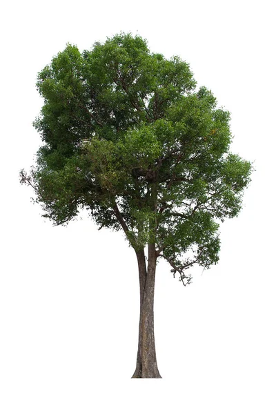 Isolado Árvore Verde Está Localizado Fundo Branco Coleção Árvore Isolada — Fotografia de Stock