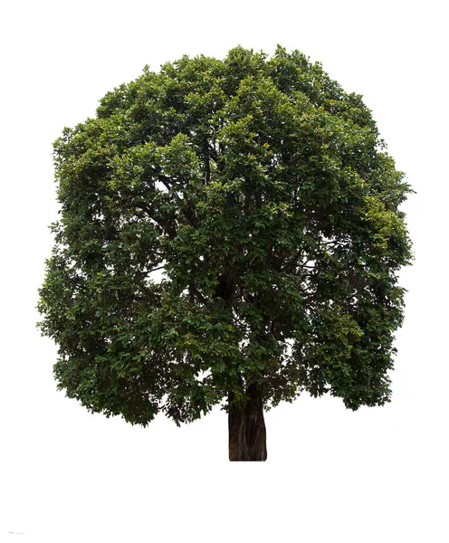 Izolowane Drzewo Zielone Znajduje Się Białym Tle Kolekcja Odizolowanego Drzewa — Zdjęcie stockowe