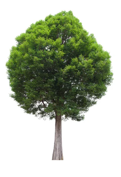 隔離された木の緑は白い背景にあります 白地に孤立した木のコレクション熱帯の木 — ストック写真
