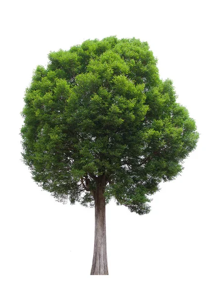 İzole edilmiş ağaç yeşili beyaz arkaplanda yer almaktadır. Beyaz arkaplanda izole edilmiş ağaç koleksiyonu