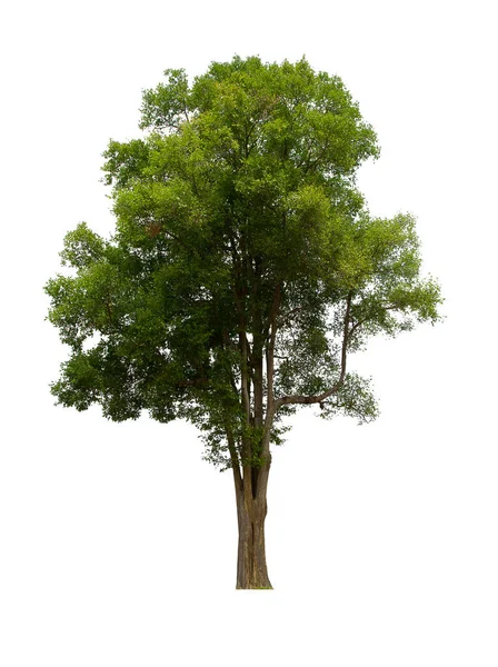 Isolado Árvore Verde Está Localizado Fundo Branco Coleção Árvore Isolada — Fotografia de Stock