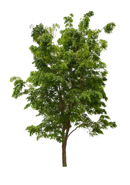 녹색의 나무는 배경에 지방의 나무에 나무가 — 스톡 사진