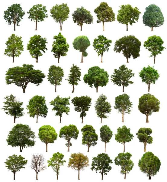 Izolowane Drzewo Zielony Zestaw Znajduje Się Białym Tle Collection Izolowane Zdjęcie Stockowe