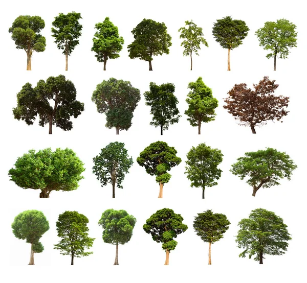 Izolowane Drzewo Zielony Zestaw Znajduje Się Białym Tle Collection Izolowane Zdjęcia Stockowe bez tantiem