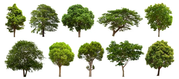 Izolowane Drzewo Zielony Zestaw Znajduje Się Białym Tle Collection Izolowane Obrazy Stockowe bez tantiem