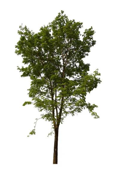 Izolowane Drzewo Zielone Znajduje Się Białym Tle Kolekcja Odizolowanego Drzewa Obraz Stockowy