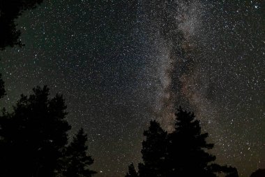 Lamba ve ateş böceklerinden, sihirli fenerlerden ve sürüngenlerden oluşan büyülü ve mistik bir orman.