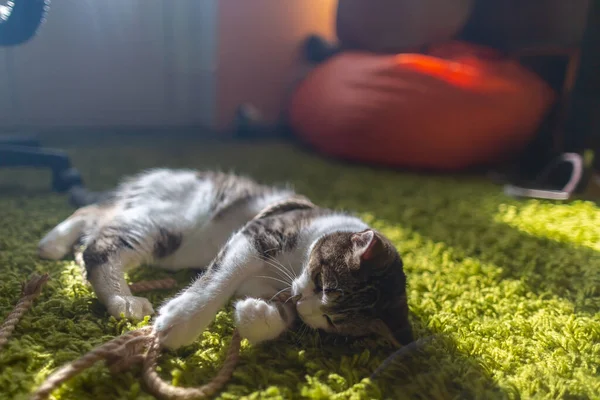 Sığınaktan küçük bir kedi, tüylü yeşil bir halıda sıcak güneş ışığında mutlu bir şekilde uzanan bir iple oynuyor.