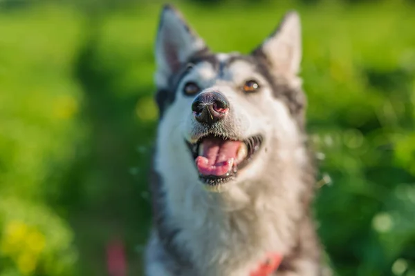 Tarlanın derinliği, karahindiba tüyü uzun otların arasında oturan meraklı bir köpeğin burnuna indi. Dilini uzatıp ağzını açmaya şaşıran, burnunun ucundaki tüylere bakan, komik hayvan, köpek yavrusu, kurt, kurt.