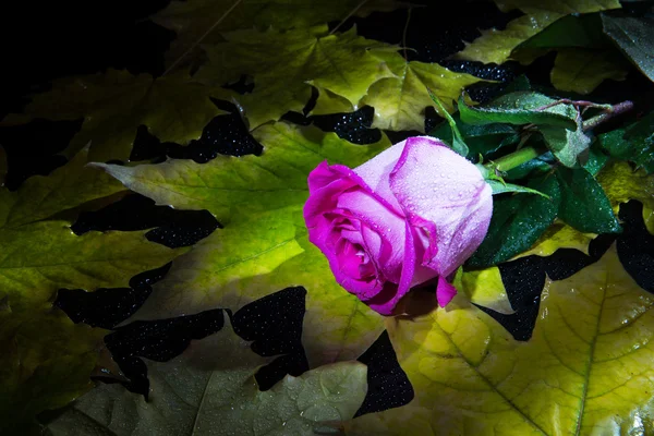 Rosa solitária em folhas de outono Imagem De Stock