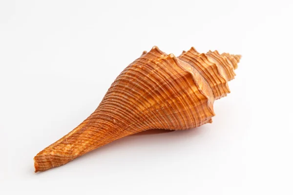 Seashell — Stock Photo, Image