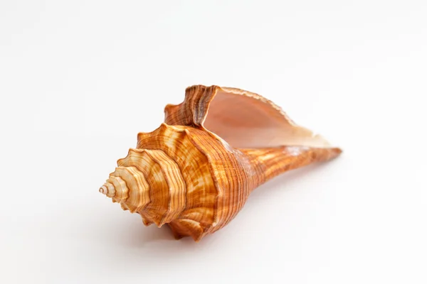 Seashell — Stock Photo, Image