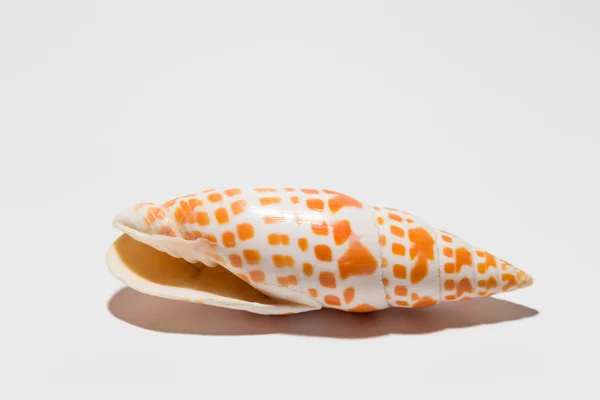 Seashell — Stock Photo, Image