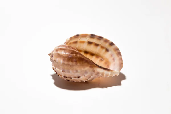 Seashell — Stock Photo, Image