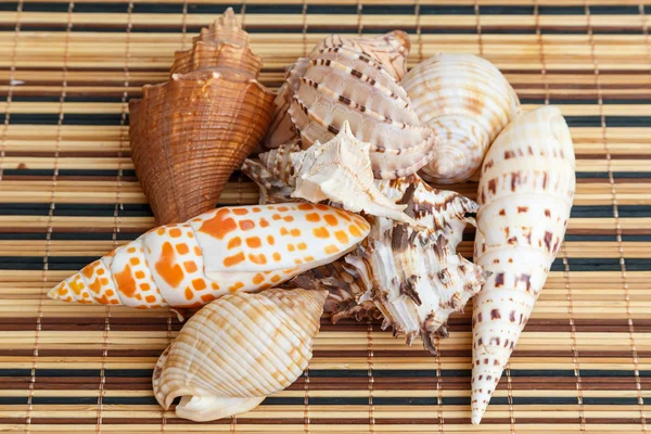 Seashells — Stock Photo, Image