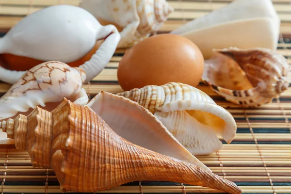 Seashells and egg — Stock Photo, Image