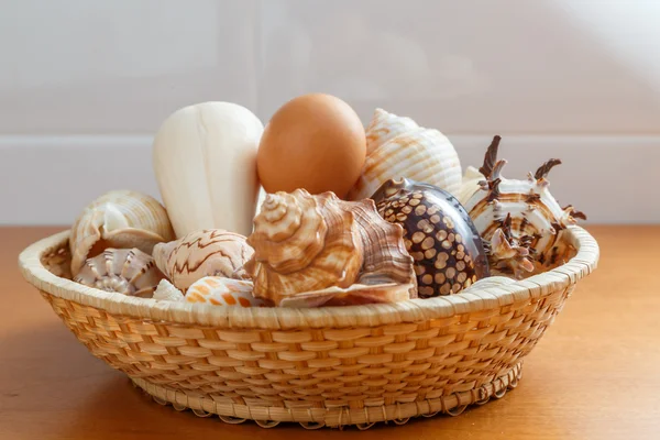 Seashells — Stock Photo, Image