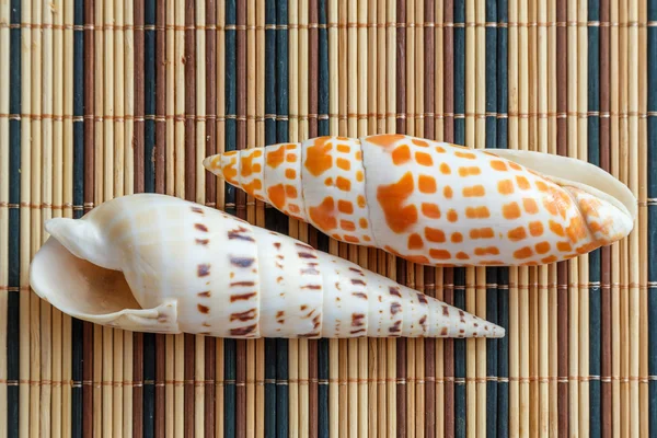 Different seashells — Stock Photo, Image