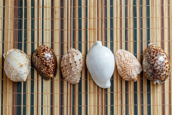 Different seashells — Stock Photo, Image