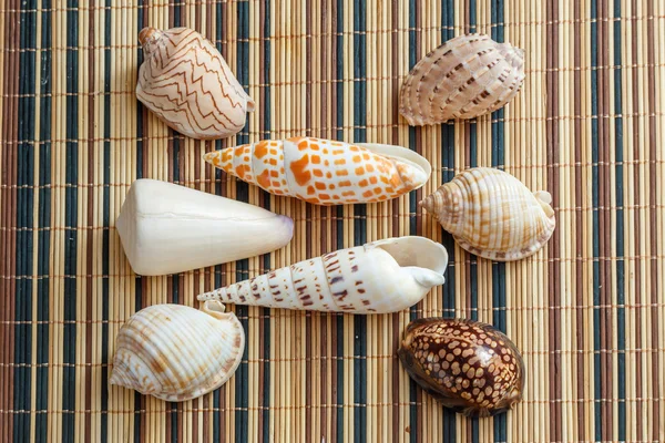 Conchiglie diverse — Foto Stock