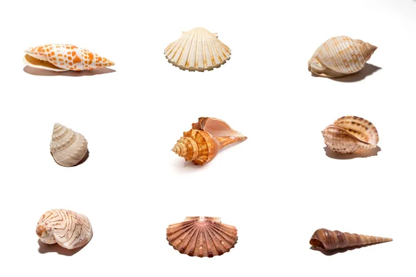 Seashells — Stock Photo, Image