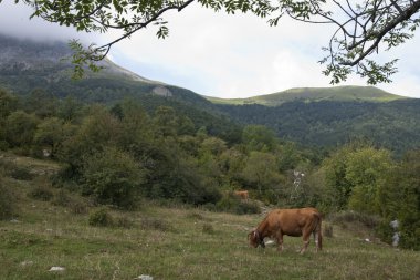 Tarlada otlayan inek.