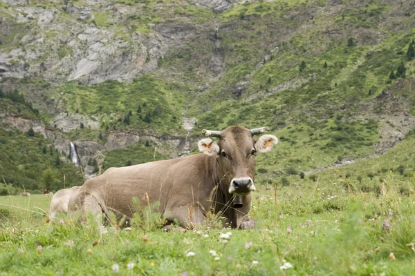 Коровы-пиренеи — стоковое фото