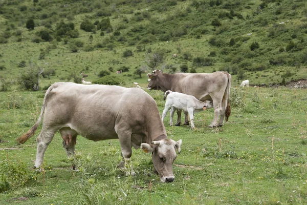 Коровы на лугу в арагонских Пиренеях — стоковое фото