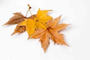 Sonbaharda sarı yapraklar