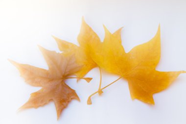 Beyaz arkaplanda sonbahar yaprakları