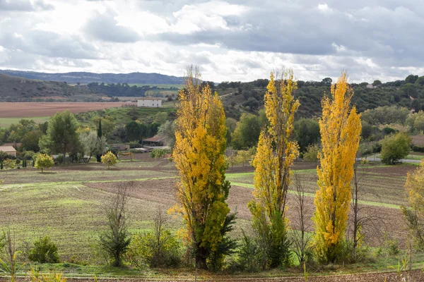 Campo en otoño — Foto de Stock