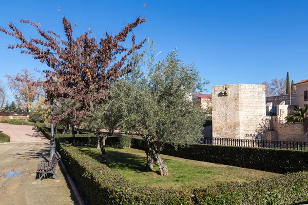 Parque de la torre, foco de olivo — Foto de Stock