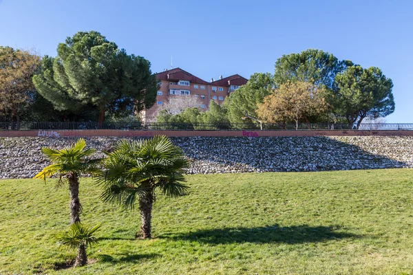 Landscape with palm trees — Stock Photo, Image