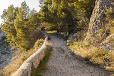Ağaçların arasından bir yol