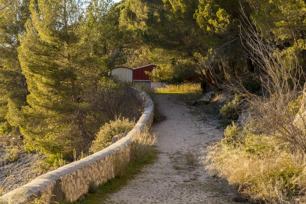 Stig i skogen — Stockfoto