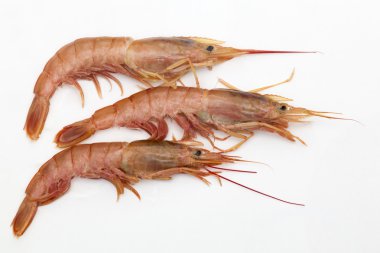 beyaz üzerine üç karides