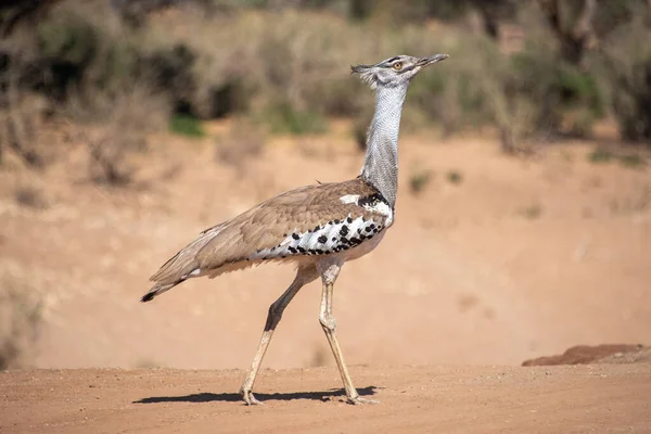 Bustard Largest Flying Bird — Stock Photo, Image